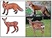 Ericoo Animal Toys Set Figurines Educational Resource Hand Painting Jungle Animals Figures for Toddler with CPC Approval and ASTM Test-Anim001