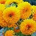Nain Sungold Sunflower- 25 Graines -Grande PELUCHEUX TEDDY BEAR CHEFS! Comb.S/H!