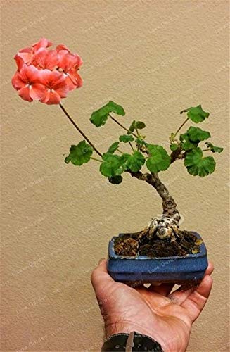 Virtue Mini Geranium Blue Plants Bonsai Flower Perennial Flower Pelargonia  Peltatum Pot Miniature Geranium for Home Garde: Black : Amazon.de: Garden