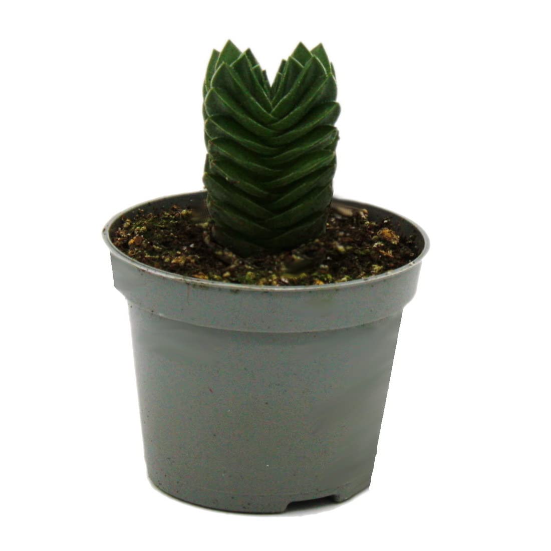 Sukkulente - Crassula Buddhas Tempel - Mini-Dickblatt - 6cm Topf :  Amazon.de: Garten