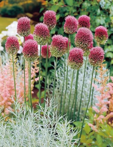 ͂Ȃ݂ǂ  O AE Xt@GZ 50 Allium sphaerocephalon