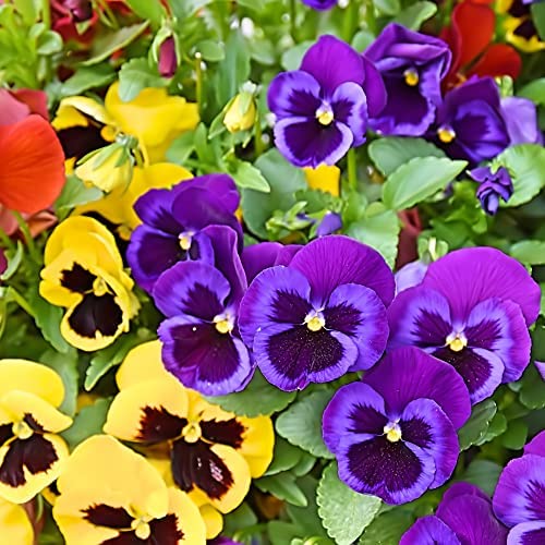 Pansy Plants Multi-Coloured Mix 40 x Full Plant Pack Bedding Plants Pansies Garden Flowers Large 40 Pack Garden Ready and Ready to Plant Pansies Premium Quality Flowers