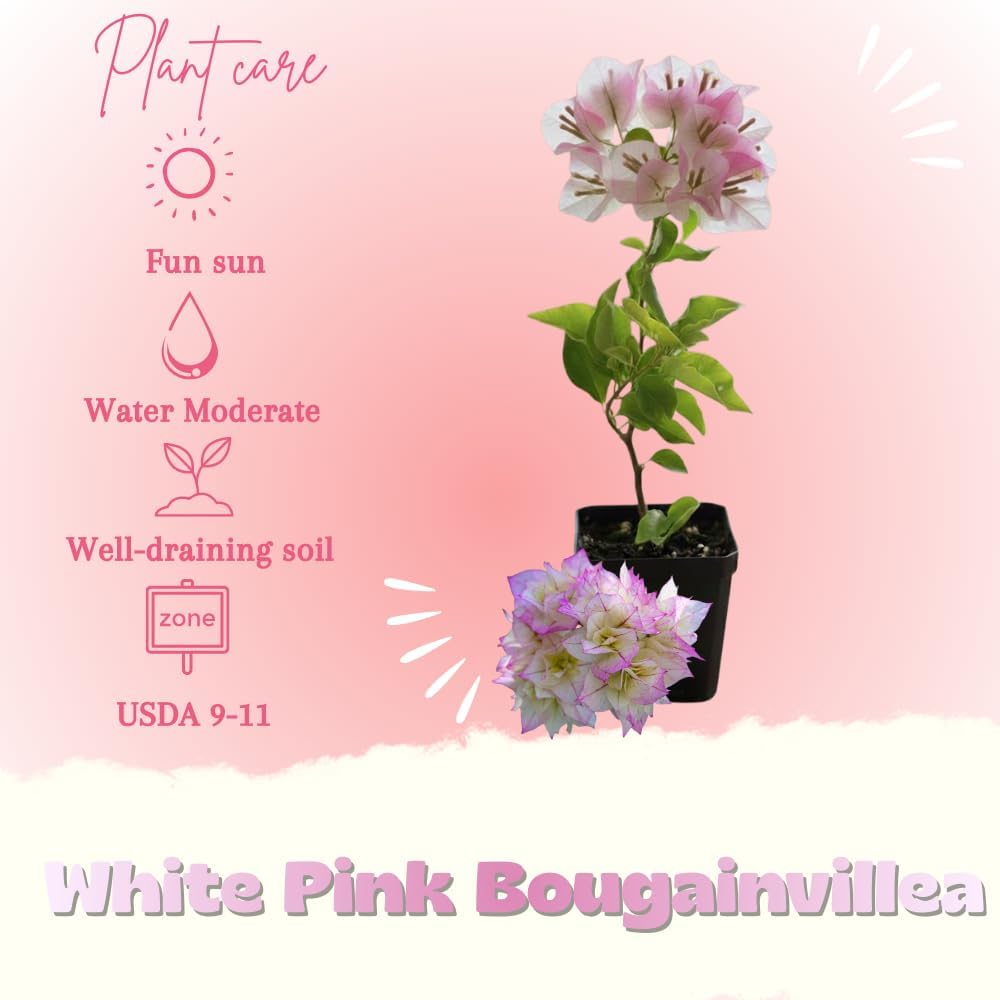 Bougainvillea Plant Live, Bougainvillea Flower Plants, Trailing Flowering Vines, Vibrant Blooms, 4-7 Inches Tall in 4 Inch Pot for Growing (White Pink)