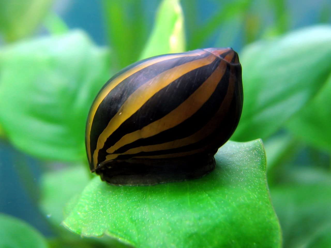 Big Stripe escargot mosaïque - Neritina sp