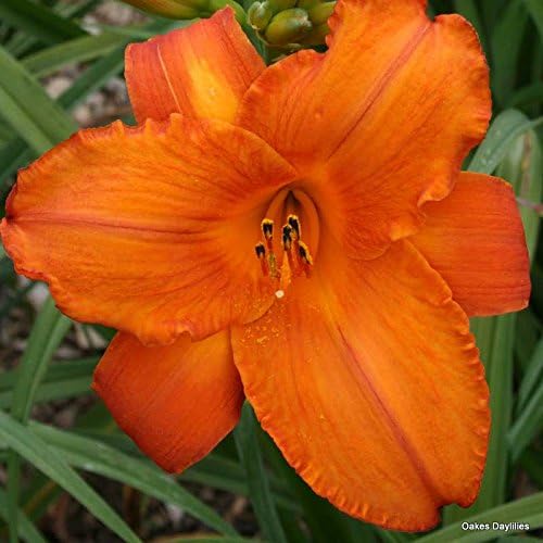 25 WILD DAY LILY BULBS(ROOT SYSTEM) (HEMEROCALLIS FULVA)