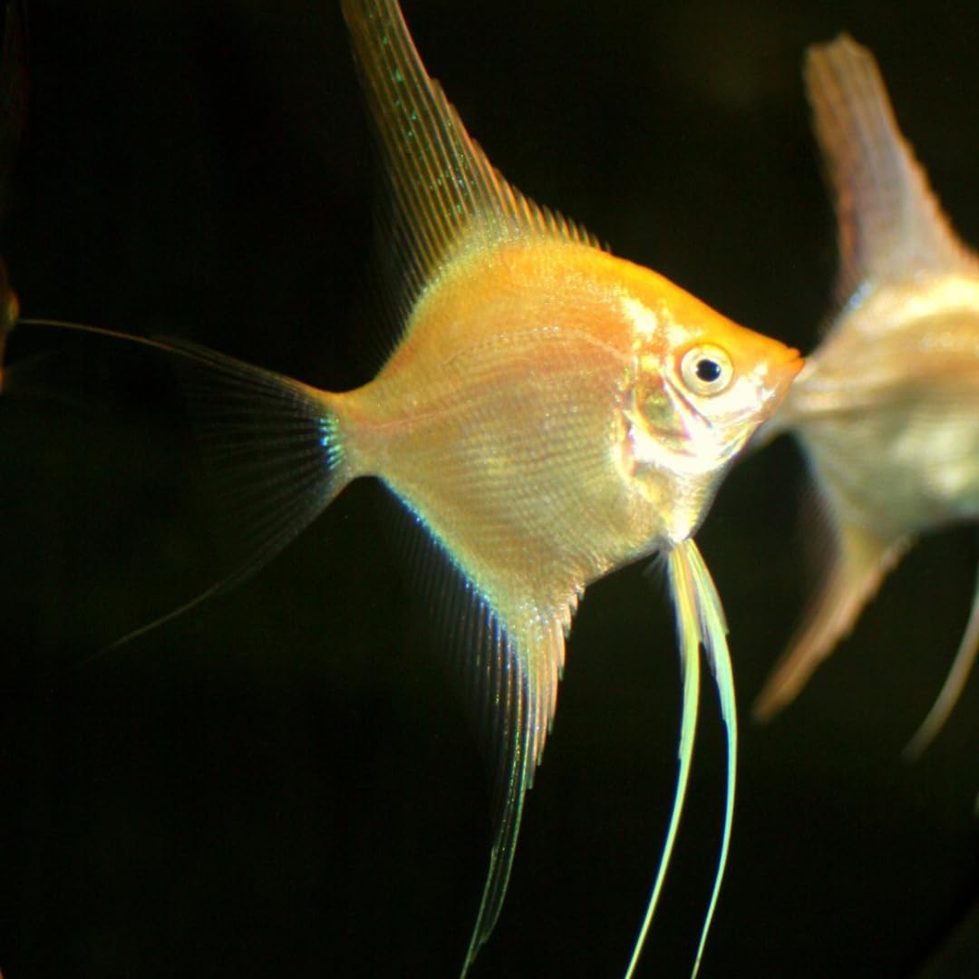 Gold Angelfish live fish pack of 3 Angelfish Live Fish for Aquarium Exotic