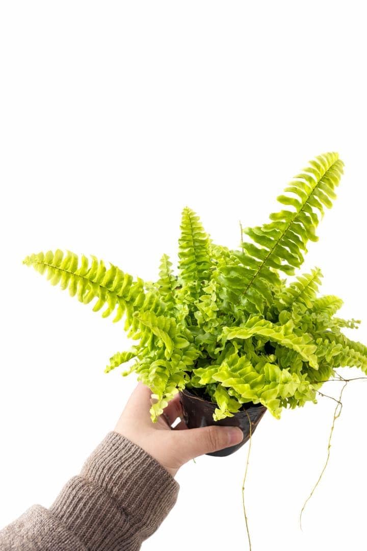 Amazon｜ネフロレピス ボストンファーン 土植え 観葉植物 シダ｜観葉