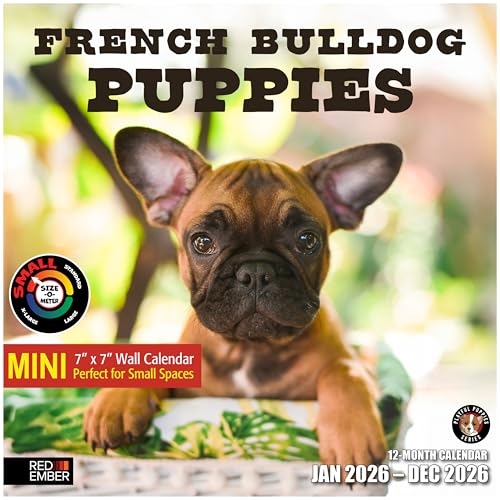 Image of RED EMBER French Bulldog Puppies 2026 Mini Wall Calendar 12 Month | 7 inch x 14 inch Open | Thick & Sturdy Paper | Giftable | Cute Frenchie Puppy Dog Calendar 2026