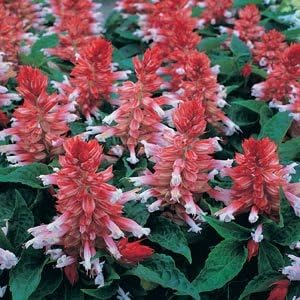 Salvia Sizzler Red Stripe 20 Seeds