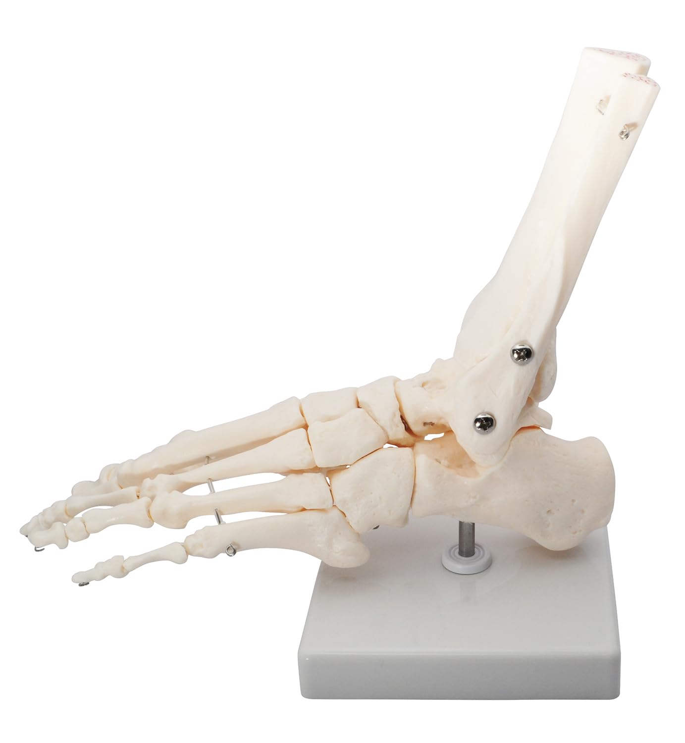 A338 足の解剖模型 9部品 A338 足の解剖模型 9部品