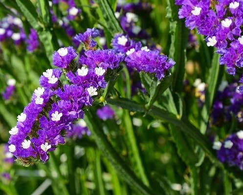 Frische neue 100 Stück lila Statice Blumensamen Frische neue 100 Stück lila Statice Blumensamen