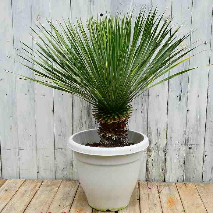 Amazon.co.jp: ユッカ ロストラータ 10号鉢 観葉植物 ドライガーデン 