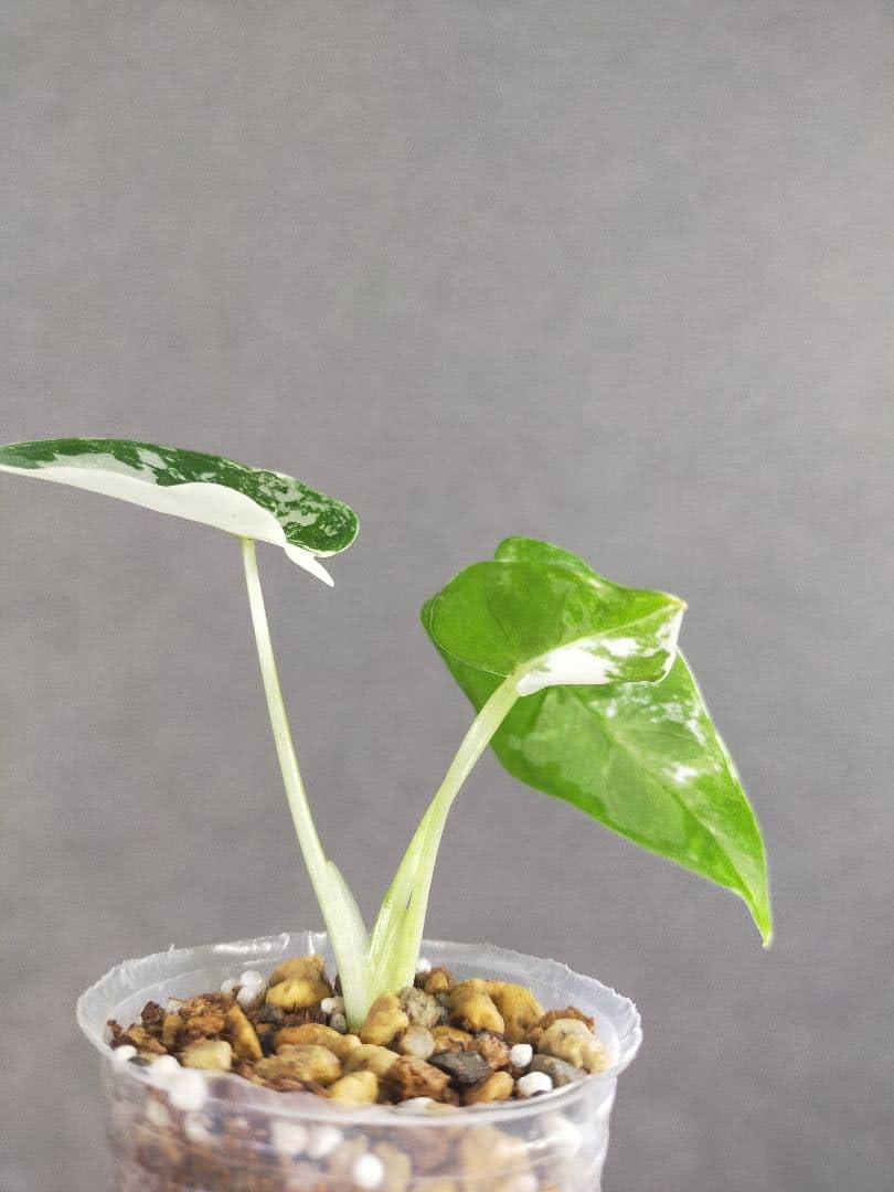 Amazon｜アロカシア グリーンベルベット 斑入り 子苗 美斑 観葉植物 ⑤