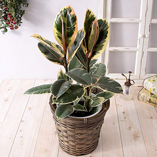 インテリアグリーン 6号鉢 フィカス ティネケ 受け皿 鉢カバー付き 観葉植物 鉢植え ギフト プレゼント インテリアグリーン 6号鉢 フィカス ティネケ 受け皿 鉢カバー付き 観葉植物 鉢植え ギフト プレゼント