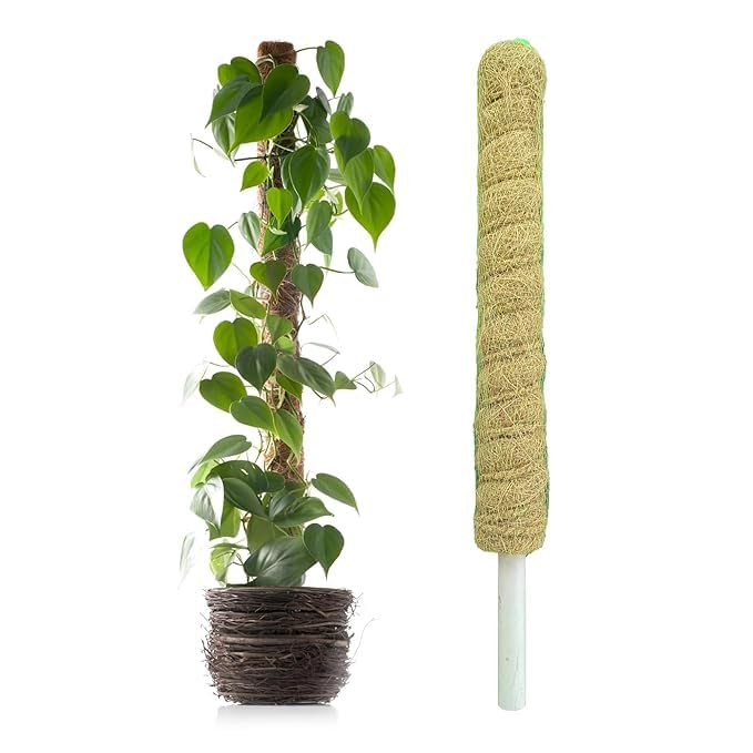 Natural Moss Stick for Climbing Plants, Strong Support for Money Plant, Monstera, Pothos, Indoor Outdoor Use, Manual, 50 Grams (1, 2 Feet)-image-19