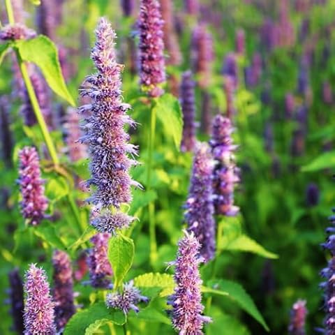 Premier Seeds Direct Hyssop Herb Seeds - 1200 Seeds Cover