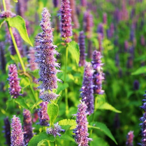 PREMIER SEEDS DIRECT - HERB Seeds - Hyssop - 1200 Finest Seeds