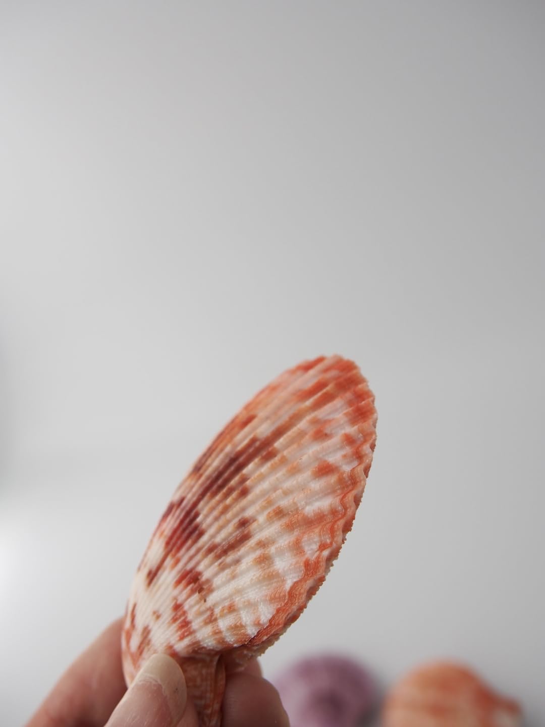 Amazon.co.jp: 【貝殻の問屋さん】ヒオウギガイ両面ミックス (貝殻のみ