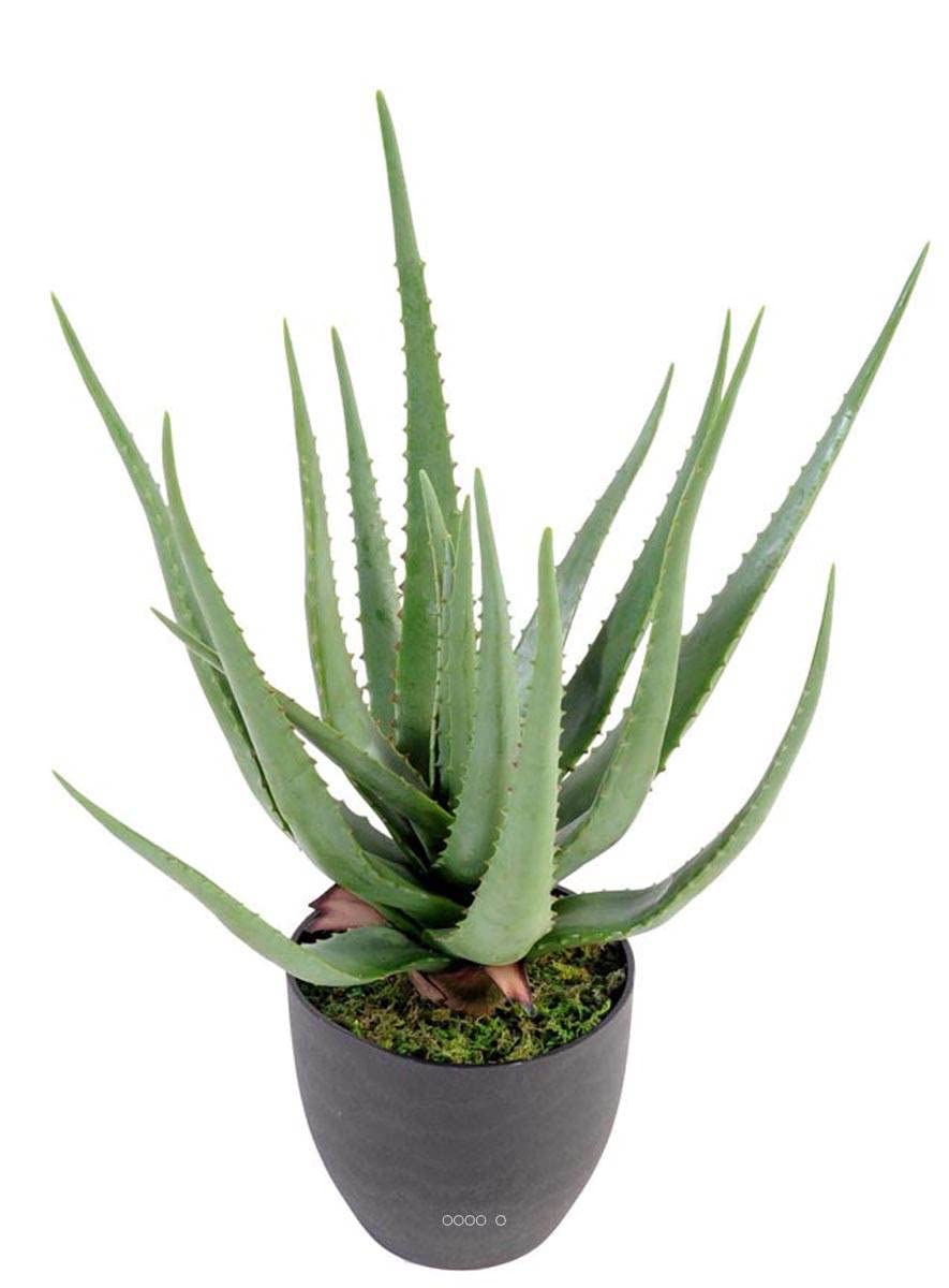 com - Aloé Vera artificiel H 60 cm cactus plante grasse en pot pvc
