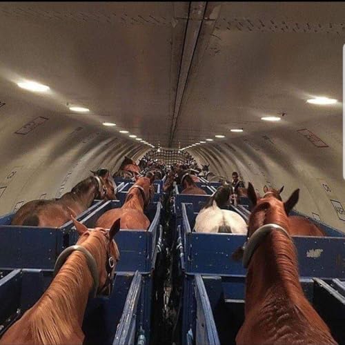 Boomerturf prend l'avion &agrave; cheval