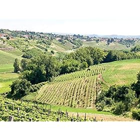 Ricossa Wine Barbera Appassimento Piemonte DOC, Bottle 750 ml, Alcohol 14% – Ricossa