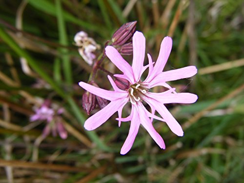 Lychnis flos-cuculi (Ragged Robin)-None-1 LTR