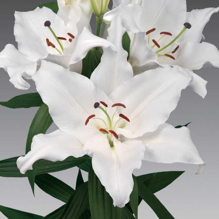 山川海好　OW50-1　白だけ　大玉50球　ユリ球根　オリエンタル Amazon.co.jp: 超大輪 オリエンタルリリー 【 クレムリン 】 球根 1球