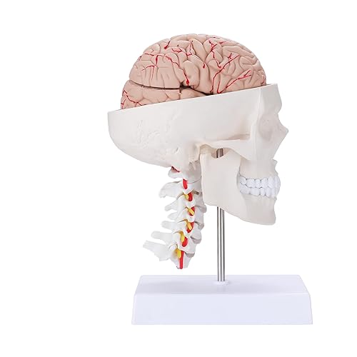 ANNWAH Modelo anatómico de cerebro humano con cráneo blanco puro columna cervical - Modelo de tamaño real Cráneo humano con cerebro y vértebra disponible en Yaxa Venezuela