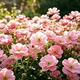 CarpetC 100+ Anemone Seeds for Planting, Long-Lasting Windflower Perennial for Cut Flowers, Home Garden and Containers