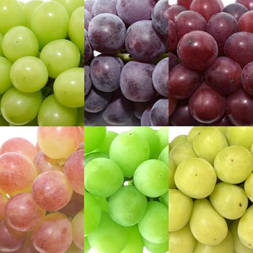 [ジオンジファーム][先行予約]令和8年産 シャインマスカット ぶどう 食べ比べ セット 計2房(計1kg以上)品種おまかせ 山形県産 2026年産[2026年9月中旬頃から11月頃発送予定]