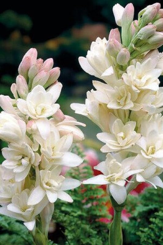 Rajanigandha Tuberose Double Petal Flowering Bulbs for Fragrant Indoor Home Decor and Night Bloom Gardening (pack of 1 White) (B0CP961PMN) Amazon Price History, Amazon Price Tracker