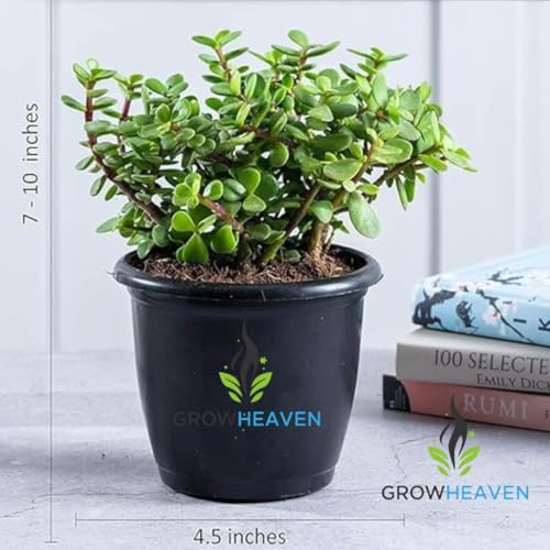 Image of Live Jade Plant | Lucky Succulent for Home & Office | Low Maintenance & Easy to Grow | Perfect for Indoor Decor & Gifting | Attracts Prosperity & Positive Energy