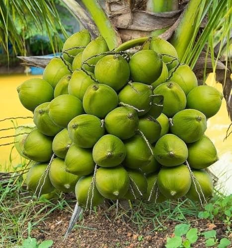 Image of Ganga Bondam Coconut Tree Plant Hybrid Rare Healthy Live Plant For Home Garden Plant Height 1.5-2.5 Feet Size Dwarf Green Yellow (fruit After 2-3 Years)