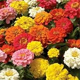 Dwarf Zinnia Seed for Planting, 300+ Perennial Mixed Rudbeckia Hirta Seed, Non-GMO Heirloom Zinnia Seed for Borders Gardens
