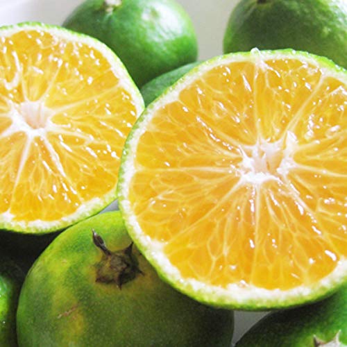 ʍ͔| ݂ ɑ݂ 2kg TCY F{Y