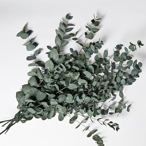 Hojas de eucalipto mercadona Aromaterapia con alma