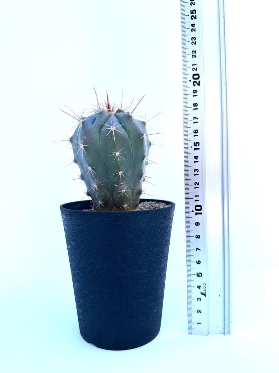 Amazon.co.jp: ferocactus hyb フェロカクタス ハイブリッド 交配種