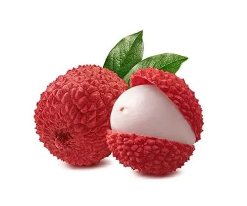 Muda De Lichia Legítima Frutífera Excelente Para Produzir