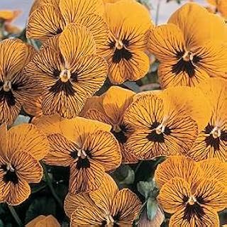 Viola Tiger Eye Yellow 250 Seeds