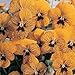 Viola Tiger Eye Yellow 250 Seeds