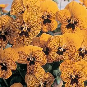 Viola Tiger Eye Yellow 1,000 Seeds