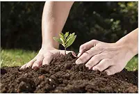 2 Terra Vegetal Adubada MInhoco Premium para Horta e Jardim, Substrato Rico em Nutrientes, 10kg, Pronto para Uso em Vasos e Canteiros