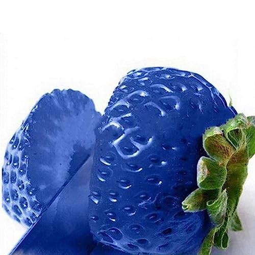 lamphle 100 Pz Semi di Fragola Dolce Multicolore Casa Giardino Fattoria Piantare Pianta da Frutto Fiore Albero da Frutto Semi di Ortaggi Blu Semi di Fragola
