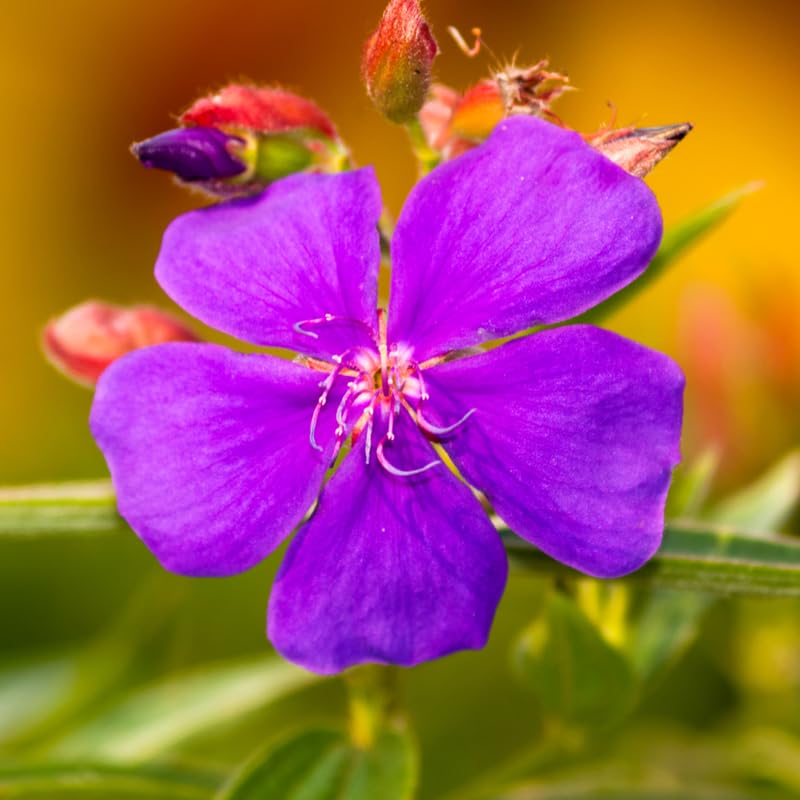 2 Purple Tibouchina Plants Live for Planting 5 to 8 Inch Tall, Purple Princess Tibouchina Live Plant to Grow, Tibouchina Flower