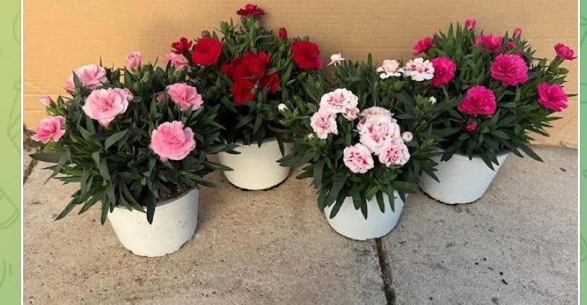 Garofano rosa misto speciali Terre di Romagna dove i garofani sono piu belli Made in Italy vaso 12cm resistenti tutto l'anno