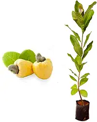 Muda de caju anão amarelo 20 a 40 cm AMK – planta frutífera produtiva para pomares e vasos, ideal para cultivo em casa, adapta-se bem a diferentes climas