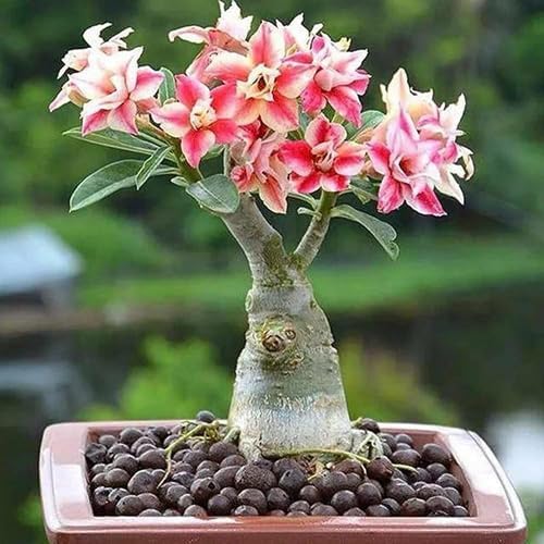 SeeGreen Flower Live Plant Rosy Adenium/Desert Rose Grafted Indoor Bonsai (Desert Rose) Mini (1 Live Bonsai Plant) Without pot:.. (B0CYT3FT1L) Amazon Price History, Amazon Price Tracker