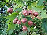 Green Future Pflanzenhandel Elsbeere Sorbus torminalis Pflanze 70-80cm Ruhrbeere Ruhrbirne Atlasbaum Rarität