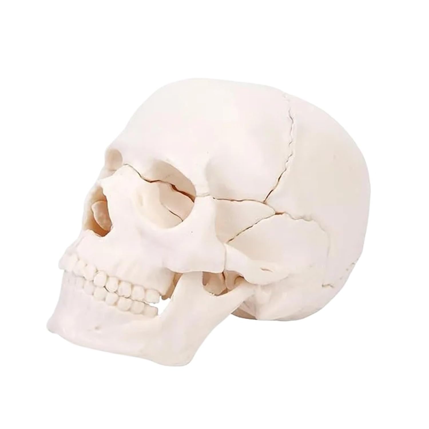 15pieces Disassembled White Mini Skull Anatomy Model Human Anatomy Detachable Skull Puzzle Medical Teaching Tool