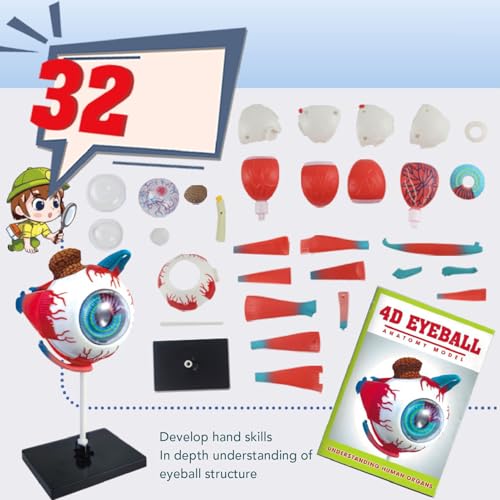 Image of ZJchao Human Eye Anatomical Model with 16 Detachable Parts - Science Teaching Eyeball Model for Education & Display